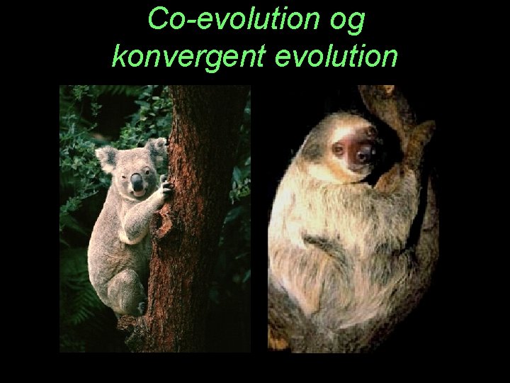 Co-evolution og konvergent evolution 