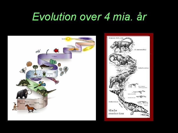 Evolution over 4 mia. år 