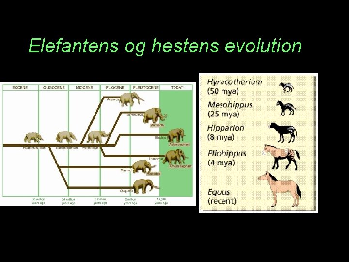 Elefantens og hestens evolution 