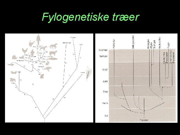 Fylogenetiske træer 