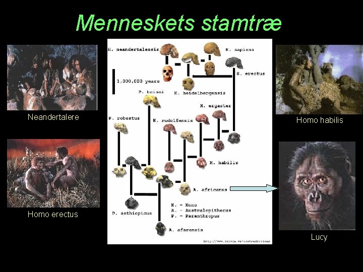 Menneskets stamtræ Neandertalere Homo habilis Homo erectus Lucy 