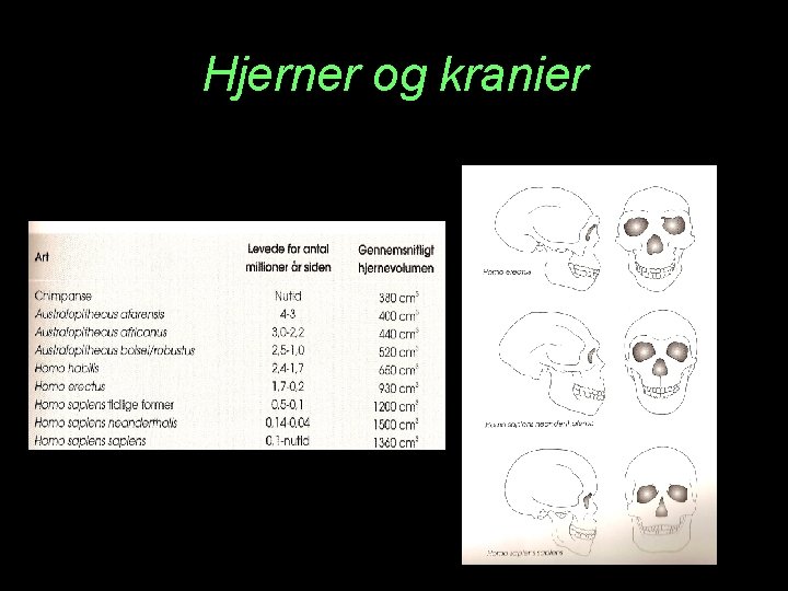 Hjerner og kranier 