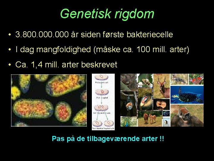 Genetisk rigdom • 3. 800. 000 år siden første bakteriecelle • I dag mangfoldighed