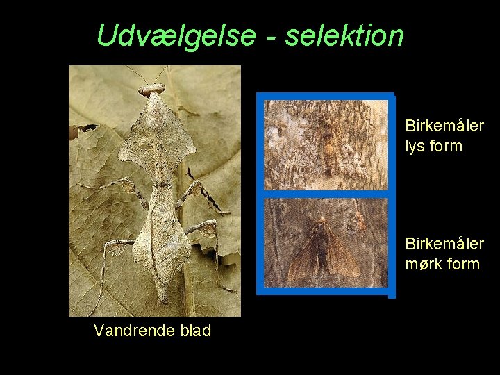 Udvælgelse - selektion Birkemåler lys form Birkemåler mørk form Vandrende blad 