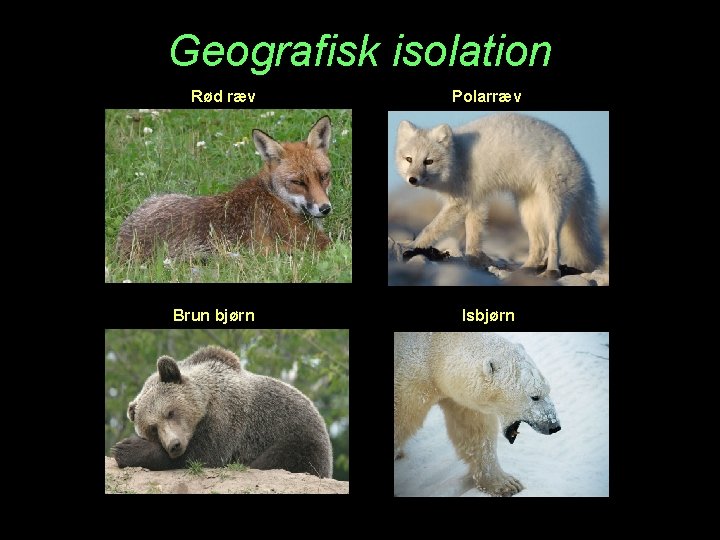 Geografisk isolation Rød ræv Brun bjørn Polarræv Isbjørn 