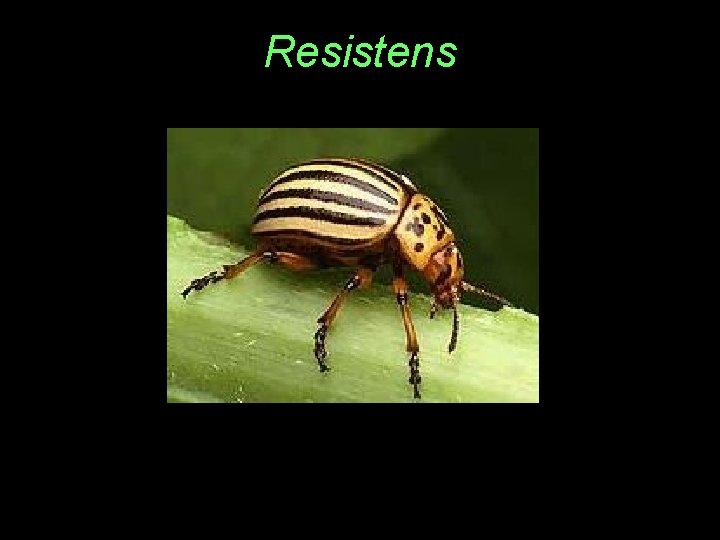 Resistens 