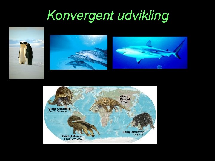 Konvergent udvikling 