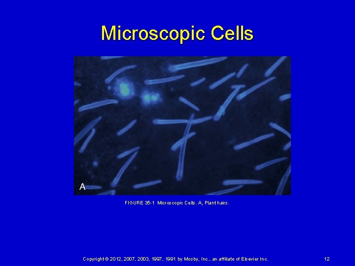 Microscopic Cells FIGURE 35 1 Microscopic Cells. A, Plant hairs. Copyright © 2012, 2007, 2003,
