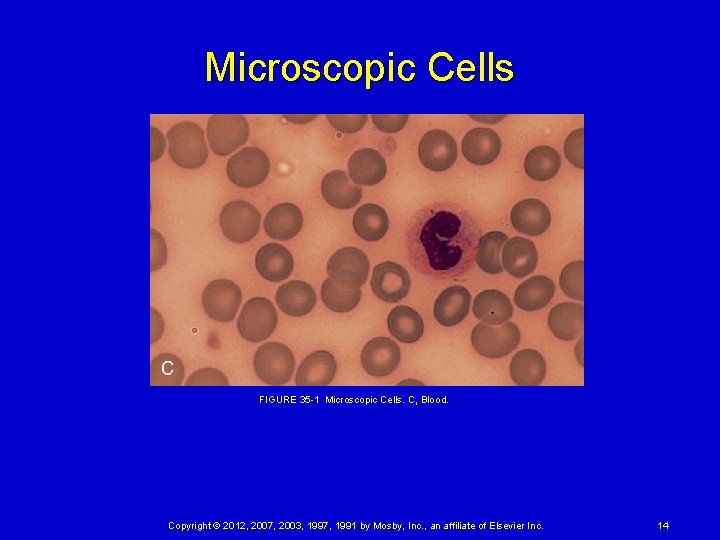 Microscopic Cells FIGURE 35 1 Microscopic Cells. C, Blood. Copyright © 2012, 2007, 2003, 1997,