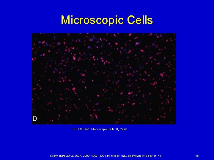 Microscopic Cells FIGURE 35 1 Microscopic Cells. D, Yeast. Copyright © 2012, 2007, 2003, 1997,