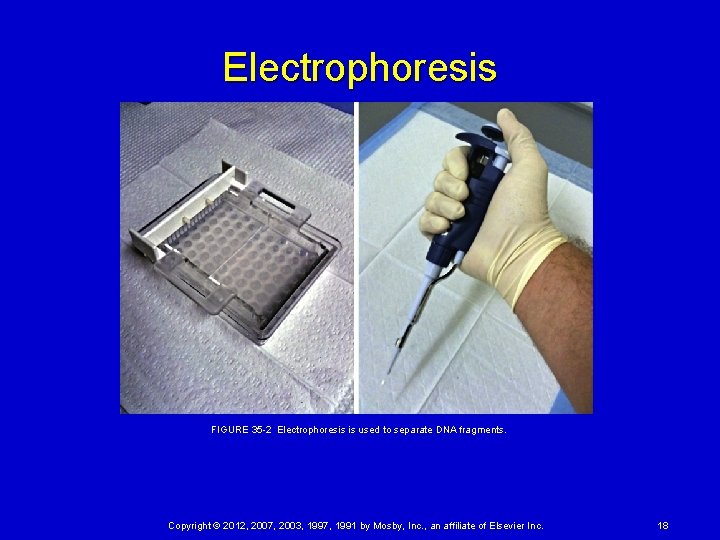 Electrophoresis FIGURE 35 2 Electrophoresis is used to separate DNA fragments. Copyright © 2012, 2007,