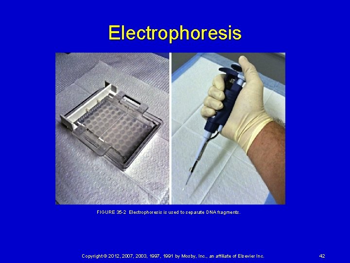 Electrophoresis FIGURE 35 2 Electrophoresis is used to separate DNA fragments. Copyright © 2012, 2007,