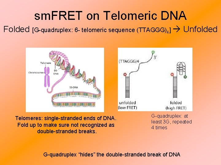 sm. FRET on Telomeric DNA Folded [G-quadruplex: 6 - telomeric sequence (TTAGGG)4] Telomeres: single-stranded