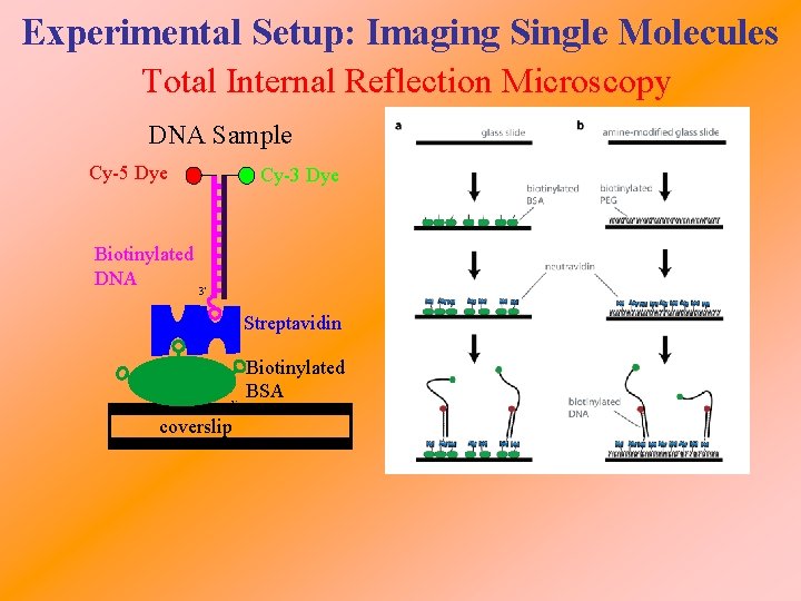 Experimental Setup: Imaging Single Molecules Total Internal Reflection Microscopy DNA Sample Cy-5 Dye Biotinylated