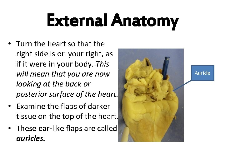 External Anatomy • Turn the heart so that the right side is on your