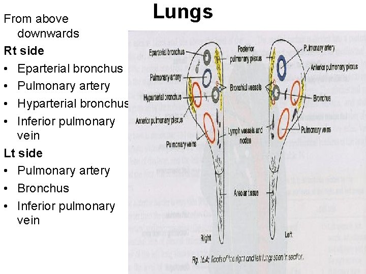 From above downwards Rt side • Eparterial bronchus • Pulmonary artery • Hyparterial bronchus