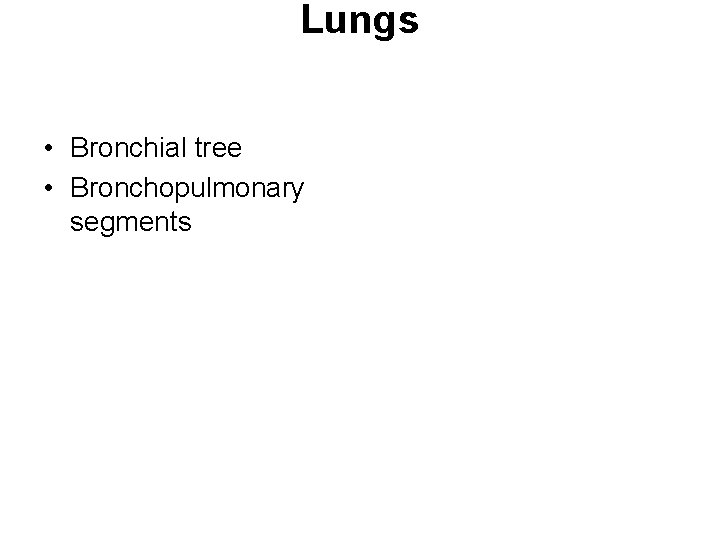 Lungs • Bronchial tree • Bronchopulmonary segments 