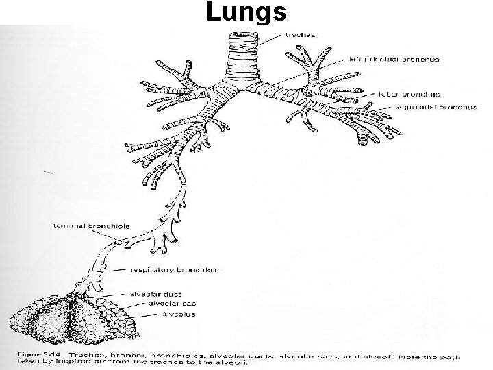 Lungs 