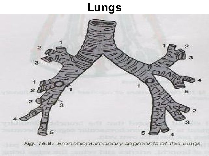 Lungs 