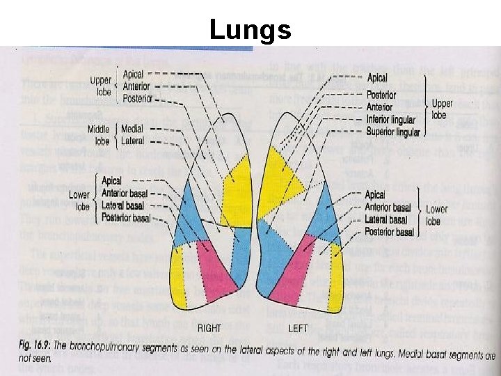 Lungs 