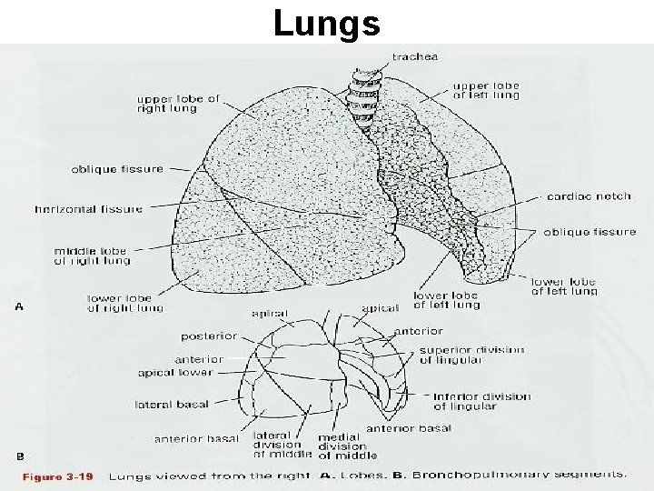 Lungs 