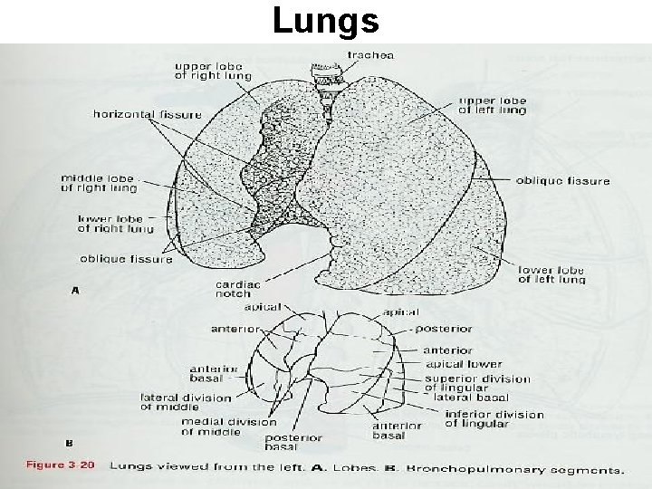 Lungs 