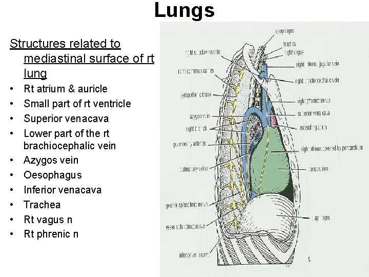 Lungs Structures related to mediastinal surface of rt lung • • • Rt atrium