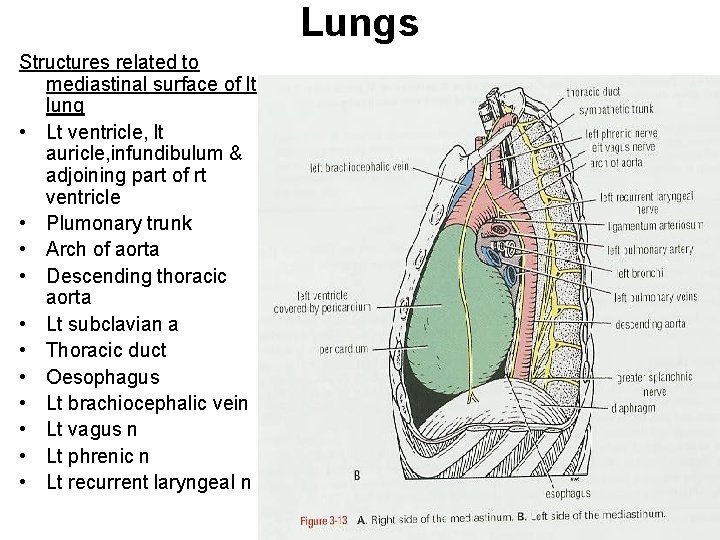 Lungs Structures related to mediastinal surface of lt lung • Lt ventricle, lt auricle,