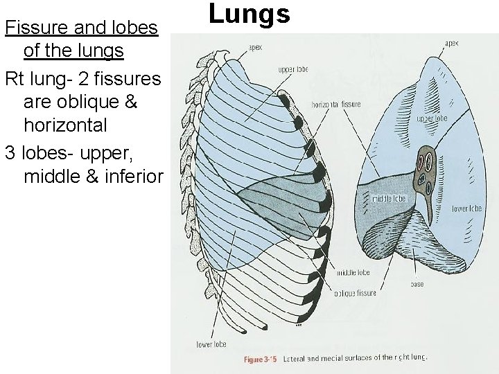 Fissure and lobes of the lungs Rt lung- 2 fissures are oblique & horizontal