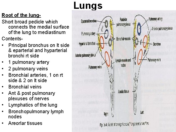 Lungs Root of the lung. Short broad pedicle which connects the medial surface of