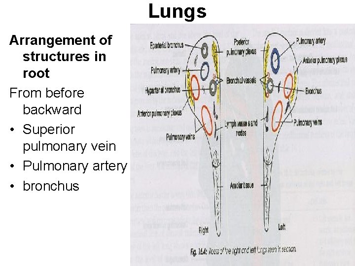 Lungs Arrangement of structures in root From before backward • Superior pulmonary vein •