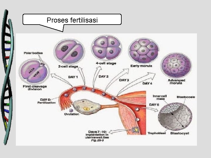 Proses fertilisasi 