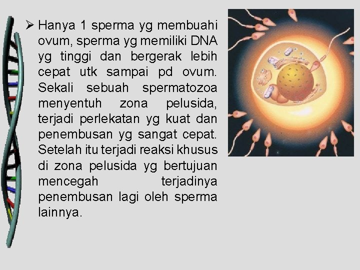 Ø Hanya 1 sperma yg membuahi ovum, sperma yg memiliki DNA yg tinggi dan