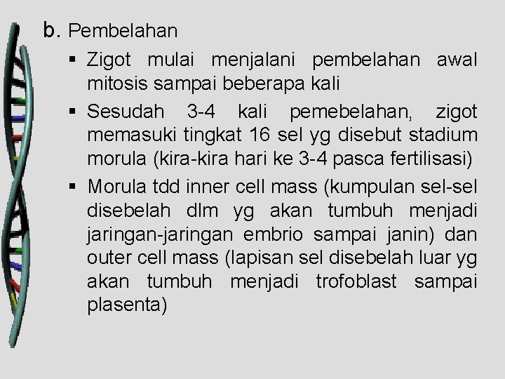 b. Pembelahan § Zigot mulai menjalani pembelahan awal mitosis sampai beberapa kali § Sesudah