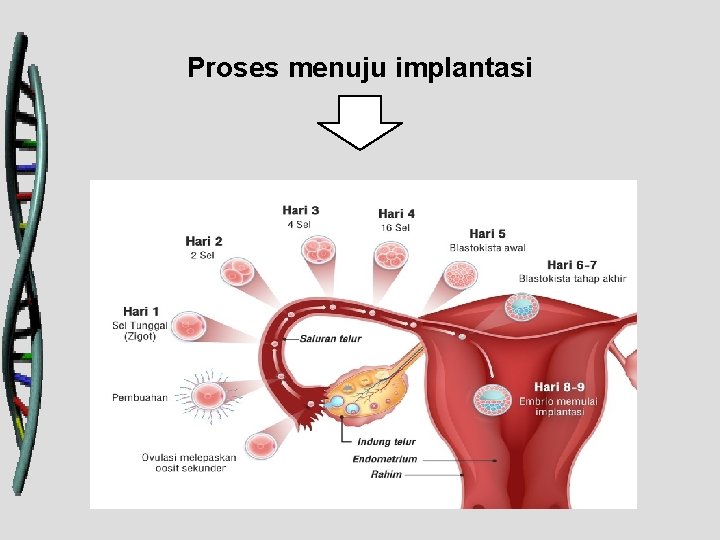 Proses menuju implantasi 