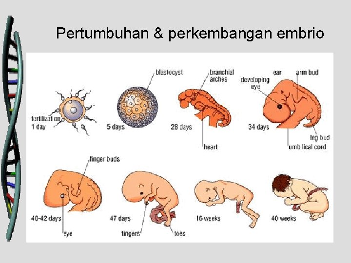 Pertumbuhan & perkembangan embrio 