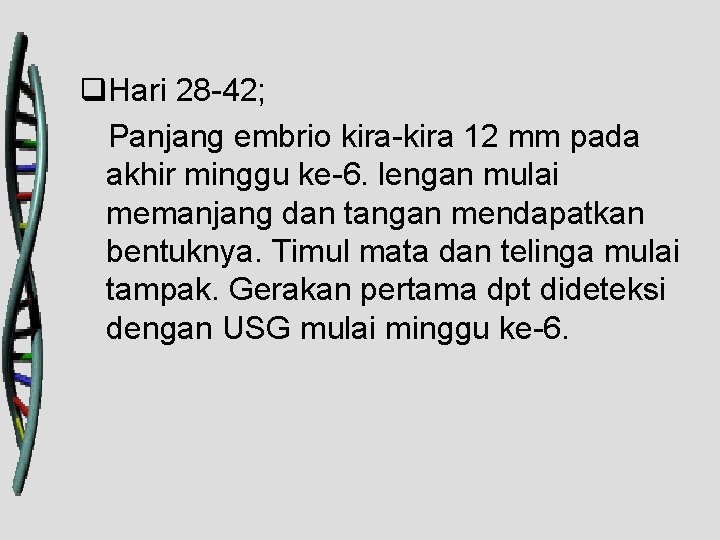 q. Hari 28 -42; Panjang embrio kira-kira 12 mm pada akhir minggu ke-6. lengan