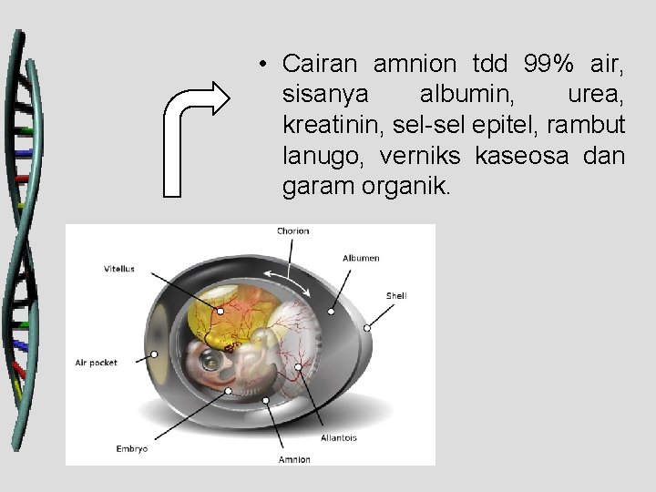  • Cairan amnion tdd 99% air, sisanya albumin, urea, kreatinin, sel-sel epitel, rambut