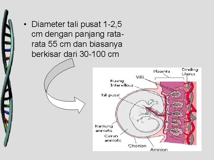  • Diameter tali pusat 1 -2, 5 cm dengan panjang rata 55 cm