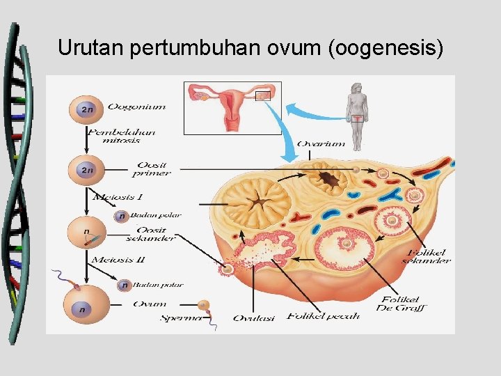 Urutan pertumbuhan ovum (oogenesis) 