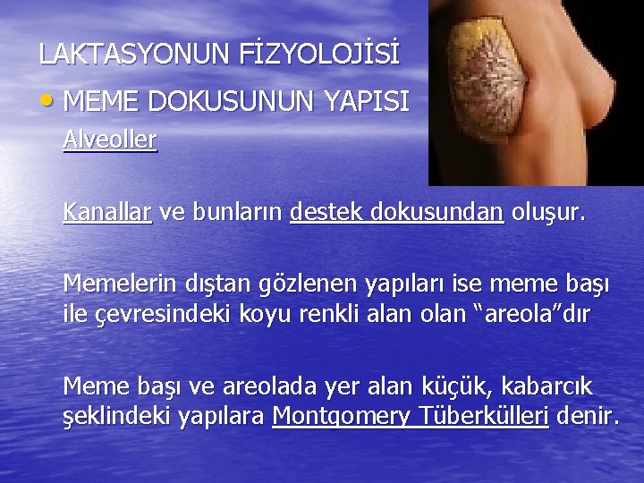 LAKTASYONUN FİZYOLOJİSİ • MEME DOKUSUNUN YAPISI Alveoller Kanallar ve bunların destek dokusundan oluşur. Memelerin