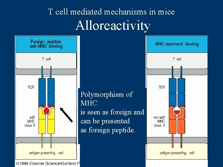 T cell mediated mechanisms in mice Alloreactivity Polymorphism of MHC is seen as foreign