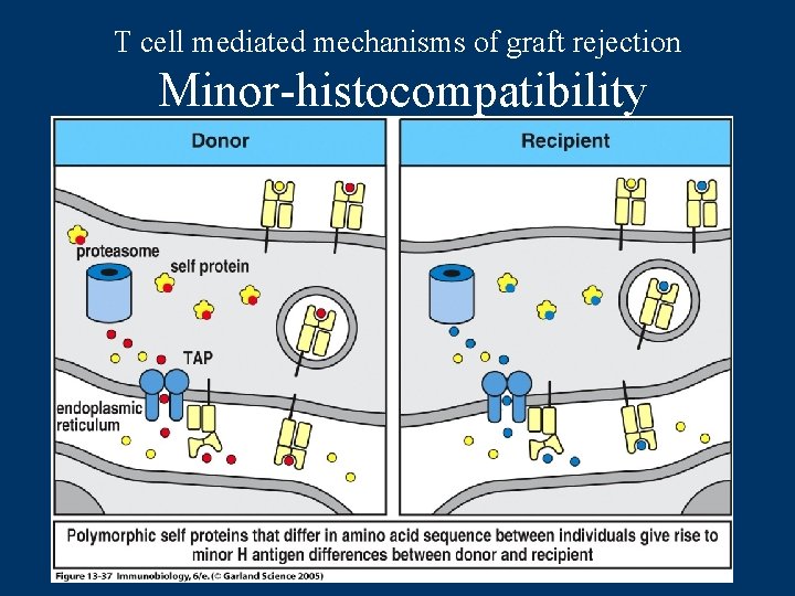 T cell mediated mechanisms of graft rejection Minor-histocompatibility 