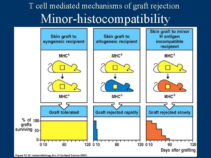 T cell mediated mechanisms of graft rejection Minor-histocompatibility 