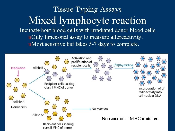 Tissue Typing Assays Mixed lymphocyte reaction Incubate host blood cells with irradiated donor blood