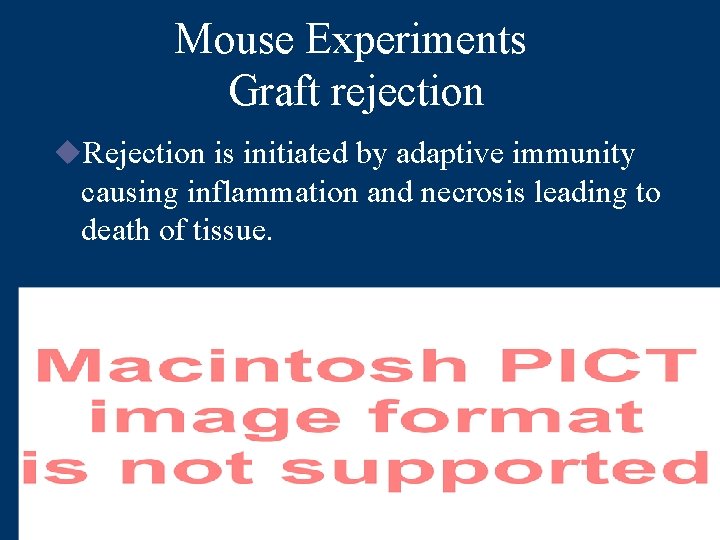 Mouse Experiments Graft rejection u. Rejection is initiated by adaptive immunity causing inflammation and
