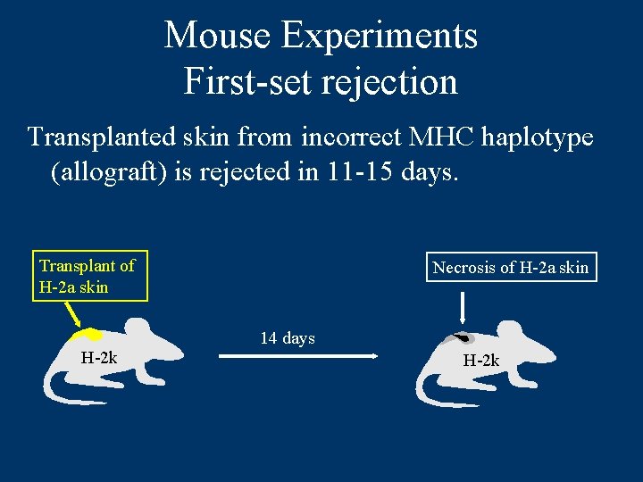 Mouse Experiments First-set rejection Transplanted skin from incorrect MHC haplotype (allograft) is rejected in