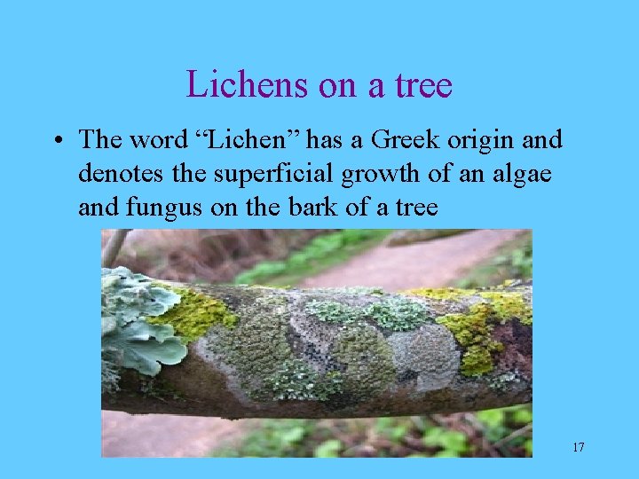 Lichens on a tree • The word “Lichen” has a Greek origin and denotes