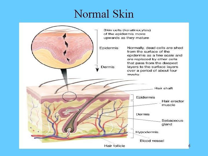 Normal Skin 6 