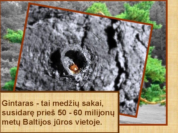 Gintaras - tai medžių sakai, susidarę prieš 50 - 60 milijonų metų Baltijos jūros